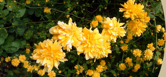 flowers